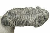 Drotops Trilobite With Exposed Hypostome - Mrakib, Morocco #235810-2